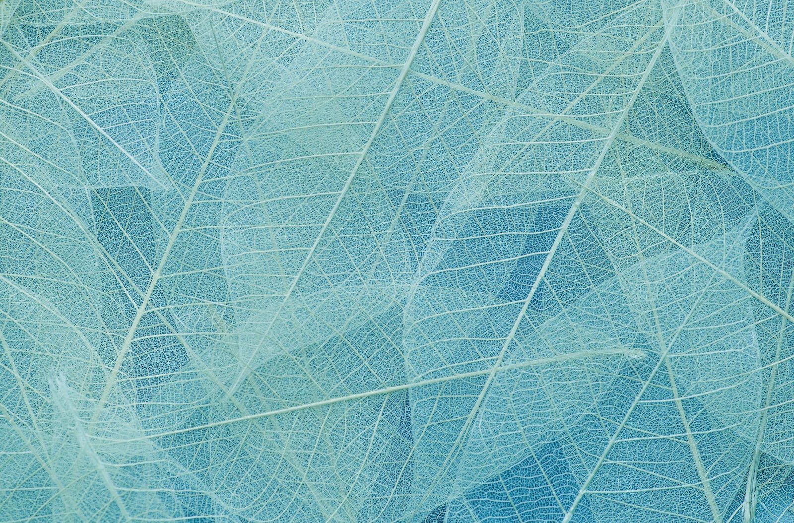 The image shows a close-up of overlapping translucent leaves in shades of blue and turquoise, highlighting their delicate vein patterns.